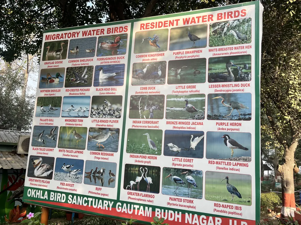 Birds at Okhla Bird Sanctuary