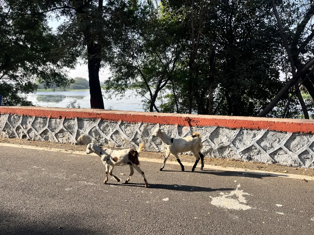 Lambs at Okhla Bird Sanctuary